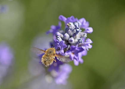 Bombylius蜂蝇是属于Bombyliidae家族图片