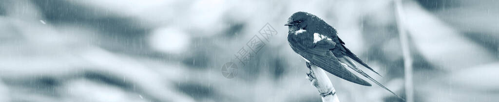 雨中燕子插画水平自然横幅自然主题背景背景