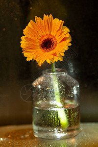 有水滴的花瓶中的黄背景图片