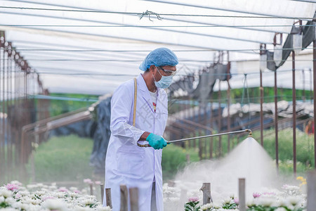 男研究人员将肥料注入到菊花实验地上图片