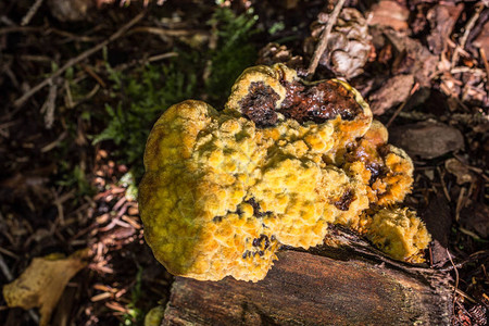 枯木上的黄色蘑菇图片