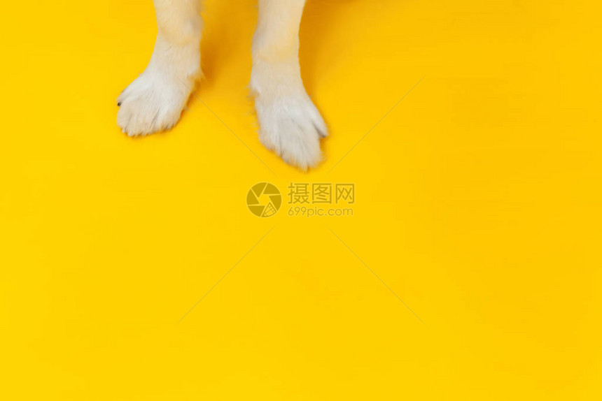 有趣的小狗边境牧羊犬爪子关闭在黄色背景上孤立宠物护理和动物概念狗脚腿顶视图文本的平躺图片