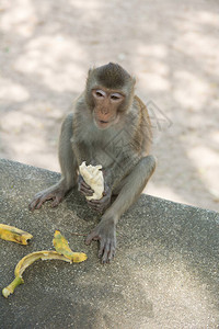 猴子坐在石头上吃香蕉在Khaokh图片