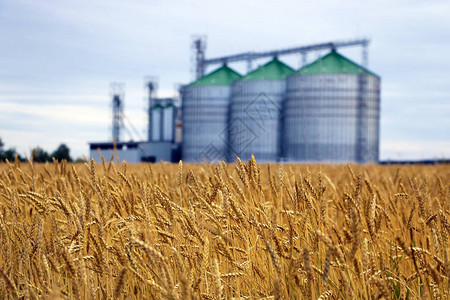 小麦或大麦的黄田在谷物烘干机综合体焦点图片