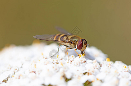 白花上的昆虫收集花粉图片