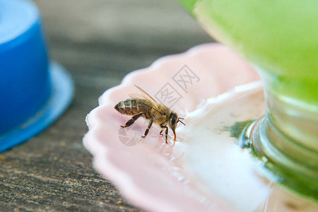工作蜜蜂在炎热夏日喝图片