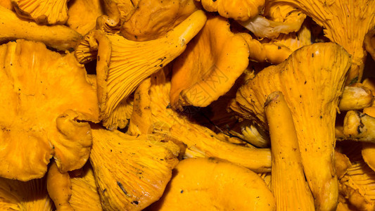 新鲜的森林蘑菇鸡油菌鸡油菌蘑菇的背景图片
