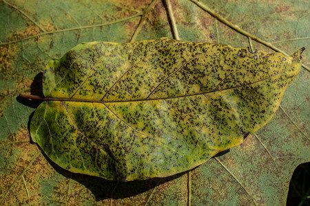 干树叶作为秋季作文背景背景图片