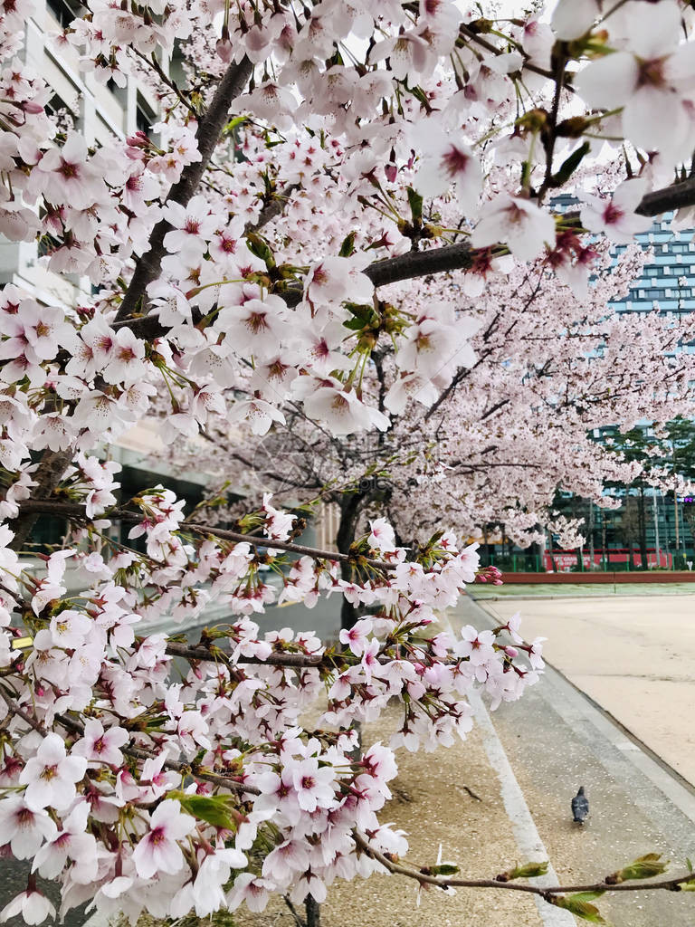 花园里的樱花或樱花图片