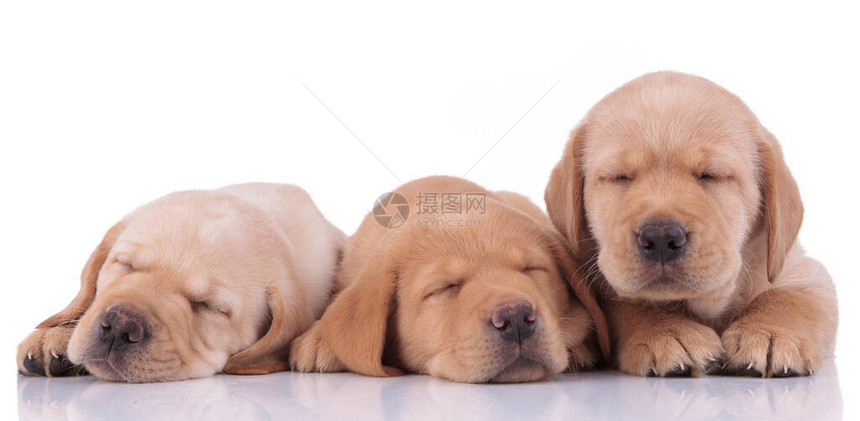 三只可爱的拉布多猎犬黄色毛皮躺在地上沉睡在白色图片