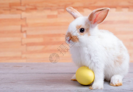 小可爱小兔黄色东面鸡蛋留在灰色桌子上用棕色图片