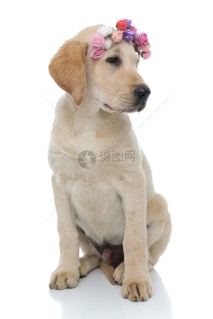 可爱的拉布多小猎犬在坐白色背景上时戴着花头巾图片