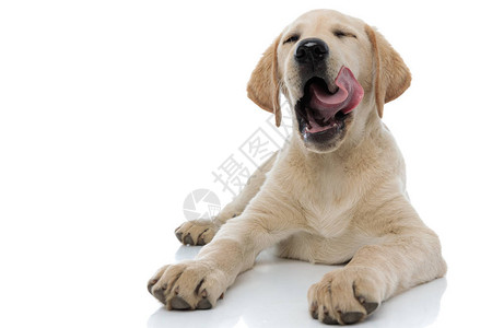 超级喜悦的拉布多猎犬小狗在躺白色图片
