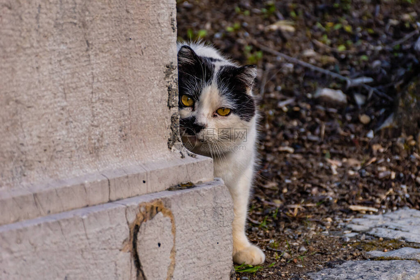 躲在角落的小猫盯着镜头看着镜头图片