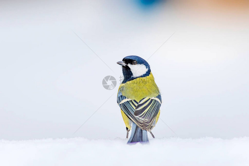 冬天和可爱的小白鸟白雪背景大黄蜂图片