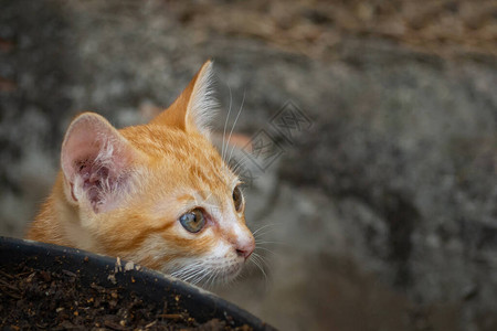 站立在花盆旁边的小猫或小猫特写镜头文本空间图片