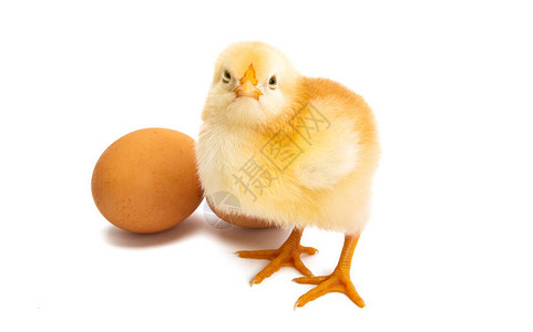 小鸡蛋壳小鸡白种背景图片