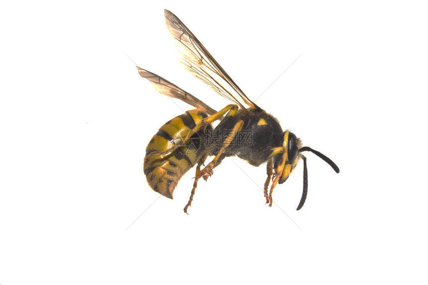 孤立在白色背景上的黄蜂图片