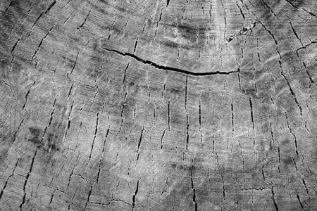 切割树开裂的树桩表面纹理图片