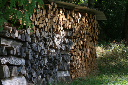 木材工业在森林里砍树干图片