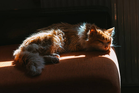 午后休息的挪威森林猫图片