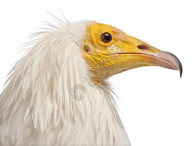 埃及秃鹫Neopronpercnopterus在白图片