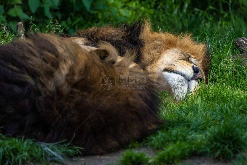 狮子PantheraLeo是五神豹四大猫之一也是费利图片