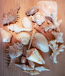 近距离拍摄不同类型的贝壳和c图片