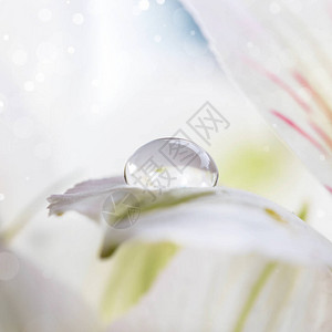 白花瓣上一滴露水在阿斯特罗梅里图片