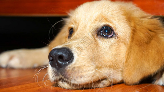 一只可爱的金毛小狗躺在床和沙发下的地板上图片
