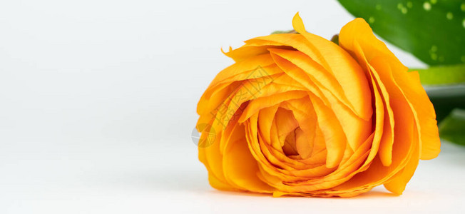 美丽的橙色玫瑰花朵白色背景和复图片