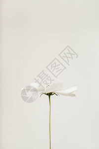 最小风格的概念白色雏菊洋甘菊花白色背景复制空间创意生活方式夏天图片