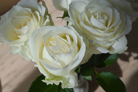 美丽的白玫瑰花在早晨开花图片
