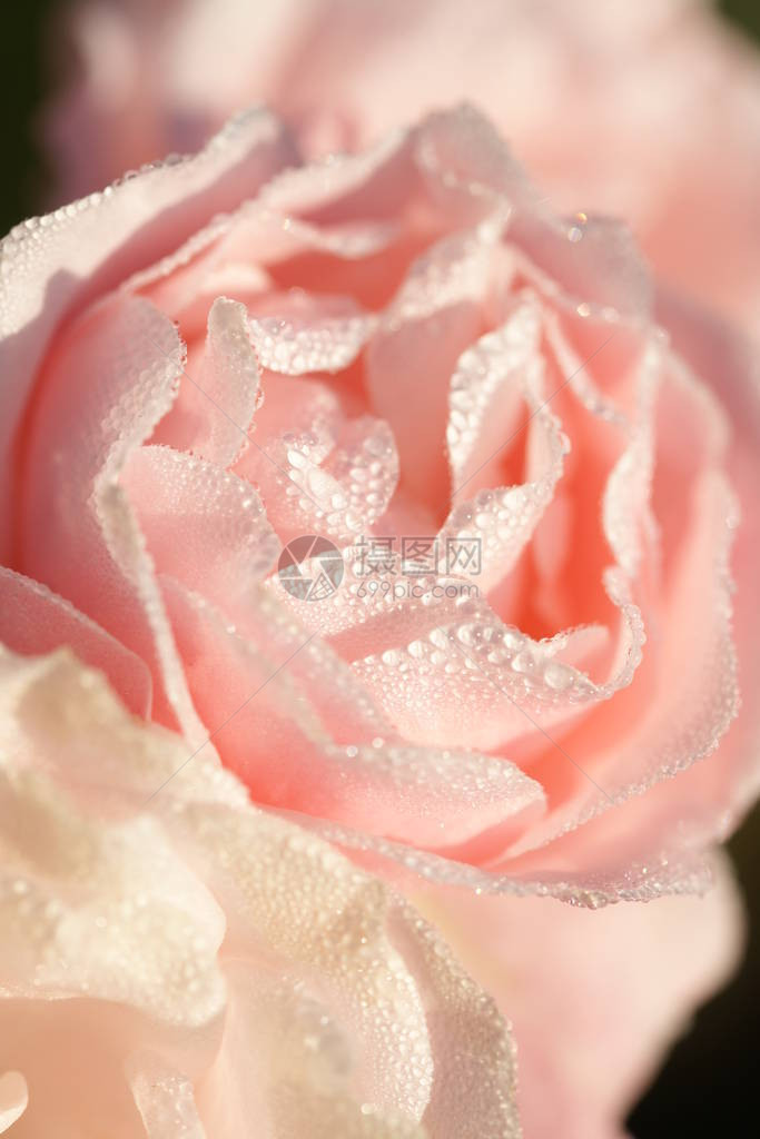 花园背景上美丽盛开的粉红玫瑰图片