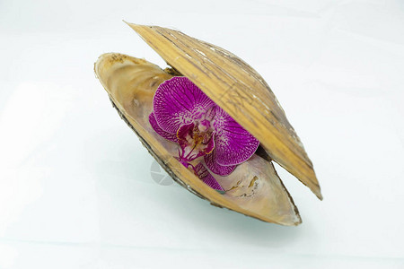 紫兰花夹在淡水贝壳中间妇女健康概念最小化图片
