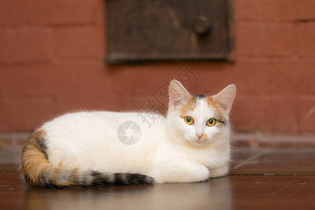 黄色眼睛的猫躺在地板上图片