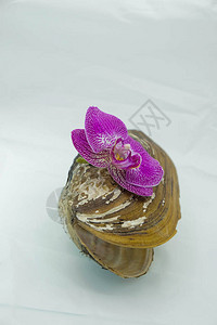 乌克兰白色背景淡水贻贝壳上的紫色兰花图片
