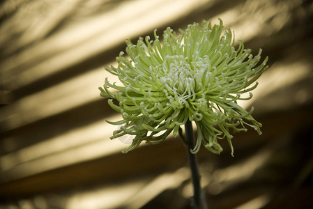 金色背景上的白菊花图片