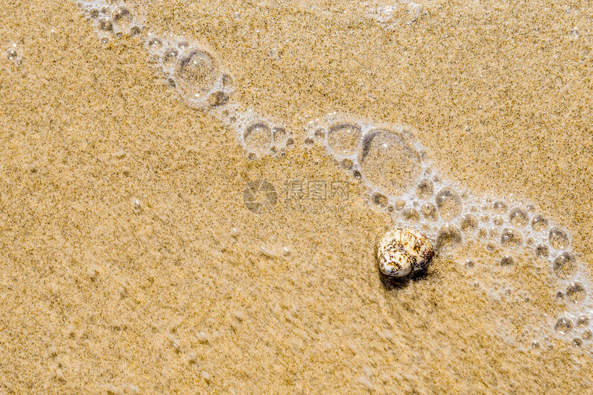 夏季质地透明的水沙滩和小贝壳顶视图片
