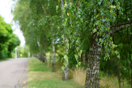 Birch树叶图片