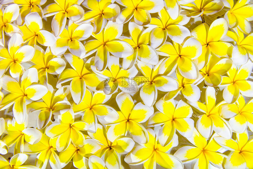 采摘的白色和黄色鸡蛋花的美丽组成图片