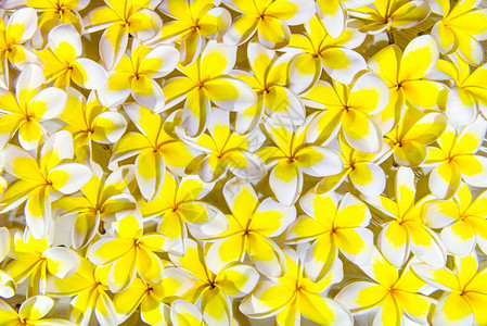 采摘的白色和黄色鸡蛋花的美丽组成图片