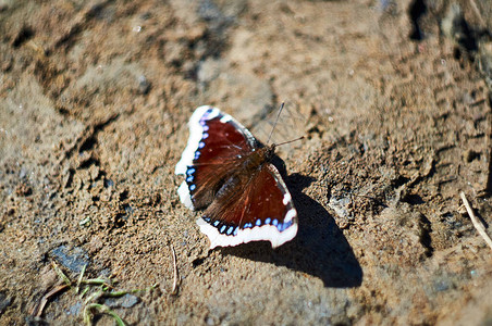 a蝴蝶在自然环境中图片