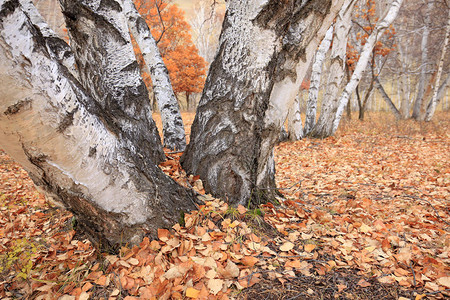 秋天的白桦树和叶图片