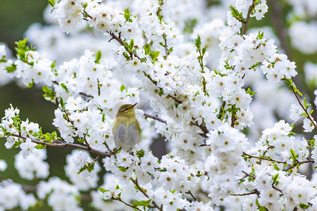 春天自然和鸟类白花背景鸟柳图片