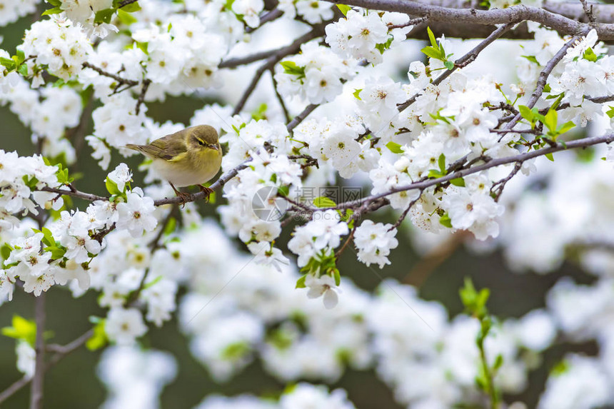 春天自然和鸟类白花背景鸟柳图片