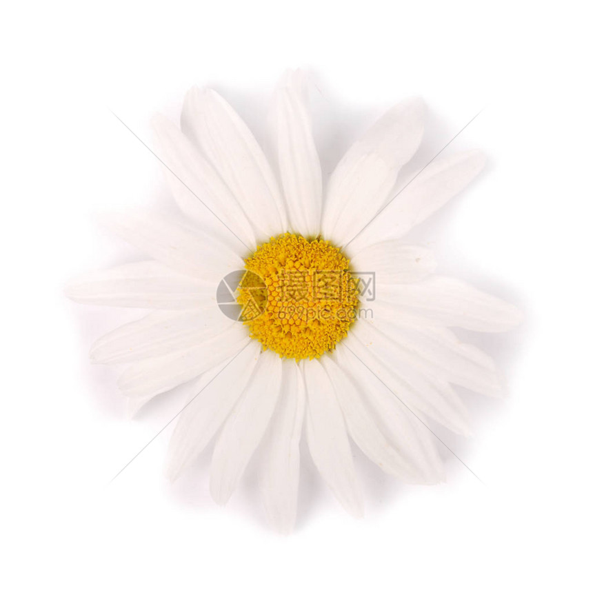 一朵白色的甘菊花白背景上隔离着平面图片