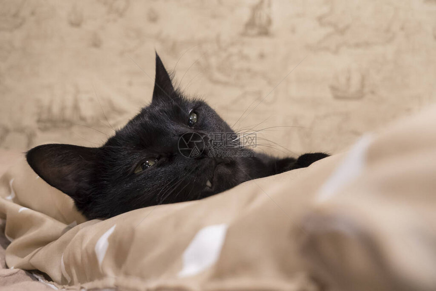 黑猫睡在棕色的毯子图片