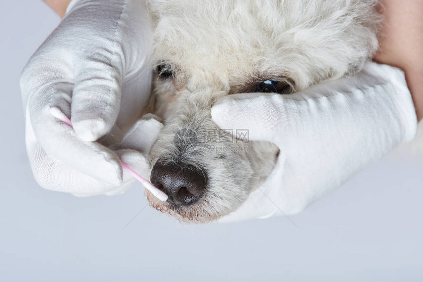 狗美容主题用棉棒清洁狗头图片