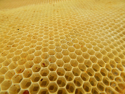 蜜蜂建造的空蜡蜂窝的质地图片